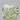 1.60ct Cushion brilliant Natural Diamond (Colour Fancy Light Green, Clarity VS2, GIA Certified)