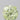 2.01ct Cushion brilliant Natural Diamond (Colour Fancy Light Green, Clarity VVS2, GIA Certified)