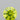 0.52ct Round Natural Diamond (Colour Fancy Intense Greenish Yellow, Clarity VS1, Cut EX, IGI Certified)